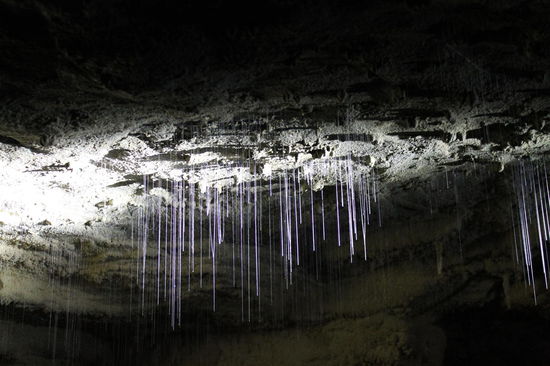 Waitomo Caves - mit diesen Faeden fangen die Gluehwuermchen ihre Nahrung