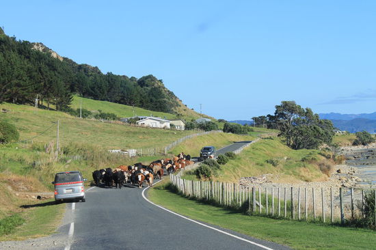 Cows crossing the street