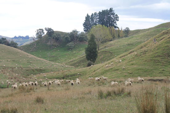Chris hat eine "kleine" Schafflucht ausgeloest, als sie versucht hat sie zu fotografieren
