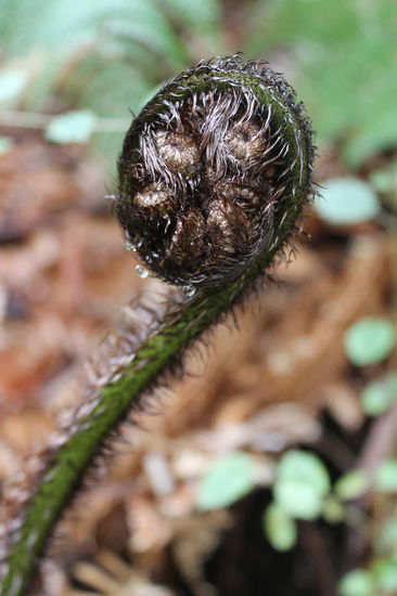 Farn eingerollt - ein Nationalzeichen Neuseelands