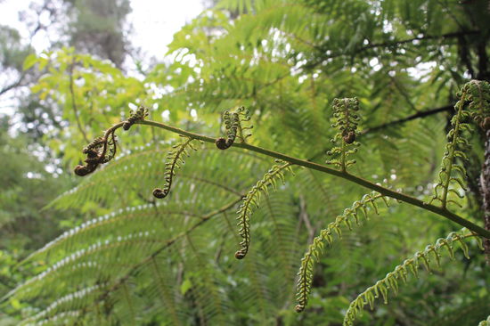 Farn wenn er sich dann weiter ausrollt