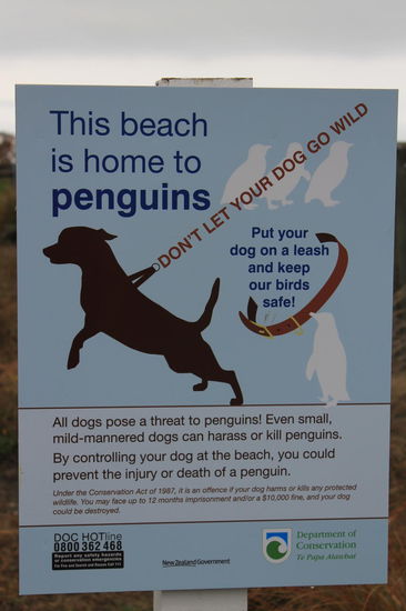 "Don't let your dog go wild... he could be destroyed!!!"