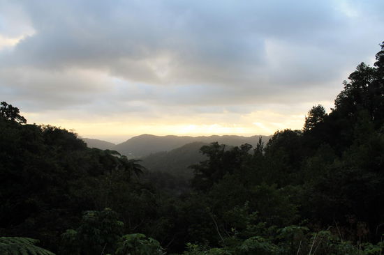 Buschwald bei Little Wanganui, Westcoast