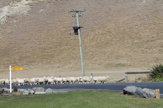 Sheep crossing the road
