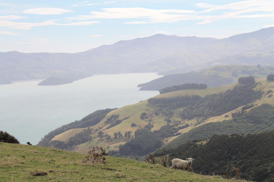 Akaroa