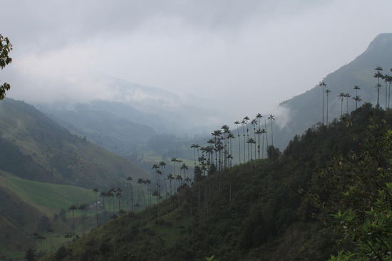 Valle de Cocora mit den Wachspalmen
