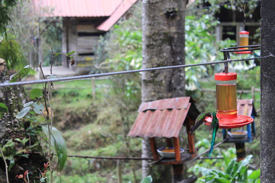 Kolibris - leider waren sie immer zu schnell um sie im Flug zu erwischen