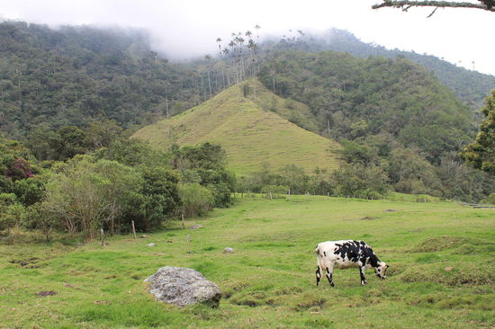 Valle de Cocora