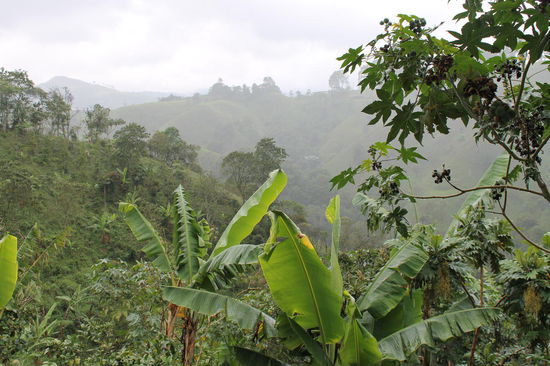 Die Kaffeeplantage - man sieht vor allem die Bananenstauden. Dazwischen waechst ueberall Kaffee.