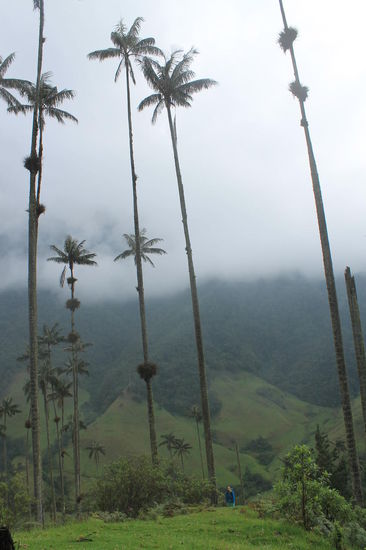 Lara und die Wachspalmen