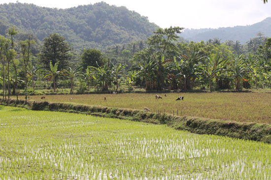Reisfelder entlang der Westkueste von Kuta