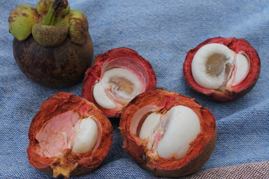 Mangosteens - unsere neuen Lieblingsfruechte, die wie eine Mischung aus Kirschen und Pflaumen schmecken