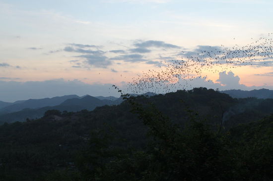 Vogelschwarm aus tausenden von Voegeln, der wir auf dem Rueckweg vom Mawun Beach nach Kuta gesehen haben