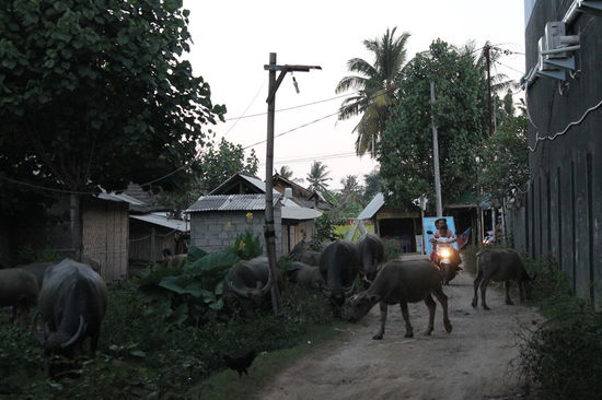 Eine Kuhherde in der Strasse von unserem Homestay