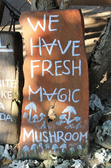 Auf Gili Air gab es ueberall Magic Mushrooms