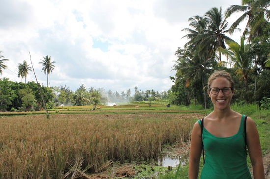 Reisfelder rund um Ubud