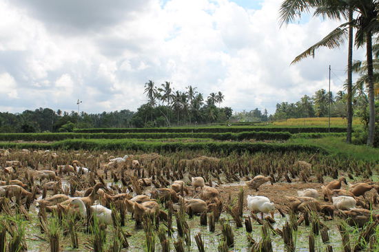 Enten in den Reisfeldern, die zur natuerlichen Duengung und zur Beseitigung von Schaedlingen dienen