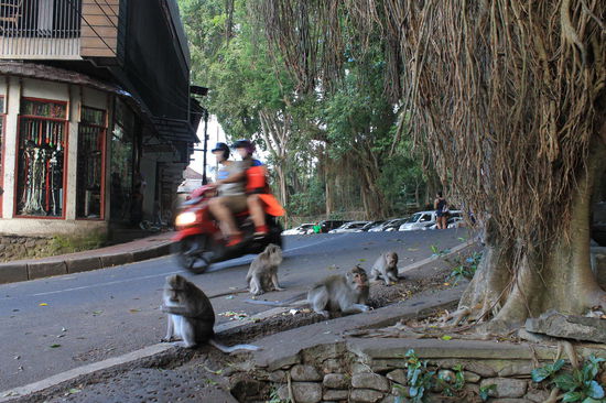 Eingang zum Sacred Monkey Forest
