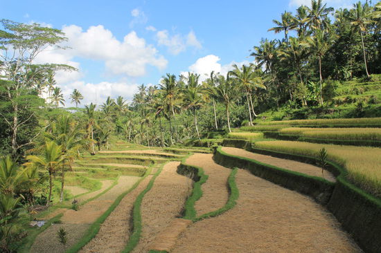 Reisterrassen bei Gunung Kawi