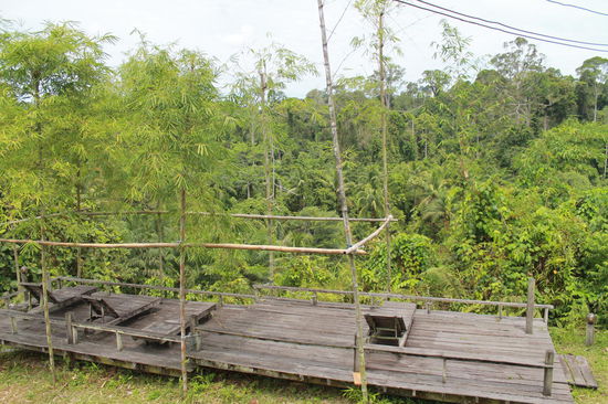 Blick auf den Regenwald, der nicht Palmoelplantagen weichen musste