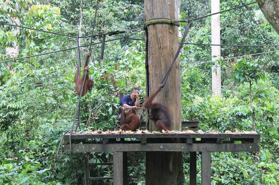Fuetterung der Orang-Utans im SORC