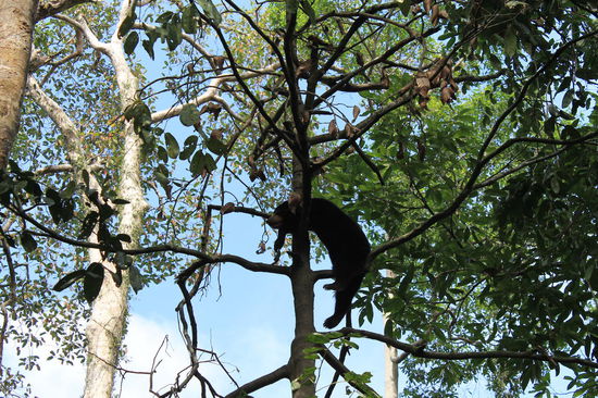 Sun Bear, der auf dem Baum chillt