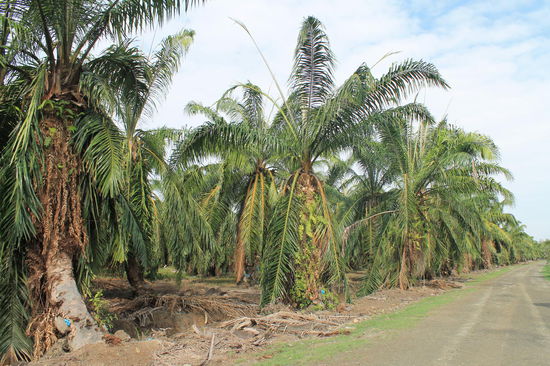 Palmoelplantage, die als Proboscis Monkeys Sanctuary vermarktet wird. So sehen eigentlich fast alle Plantagen aus, die wir gesehen haben.