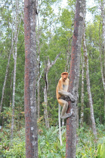 Proboscis Monkeys