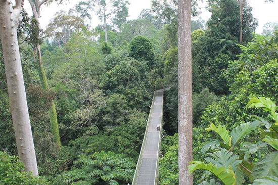 Canopy Walk im Rainforest Discovery Center