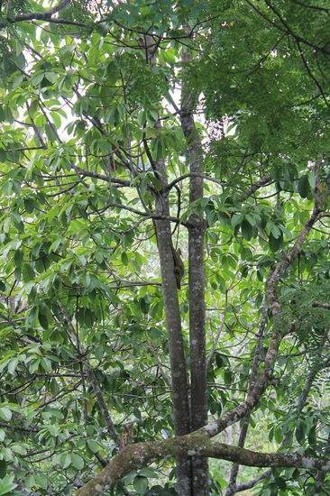 Flughoernchen mit Baby, das leider einfach nicht fliegen wollte