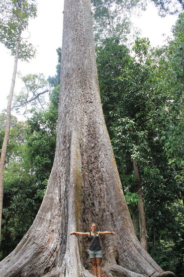 Tausendjaehriger Giant Tree im Rainforest Discovery Center
