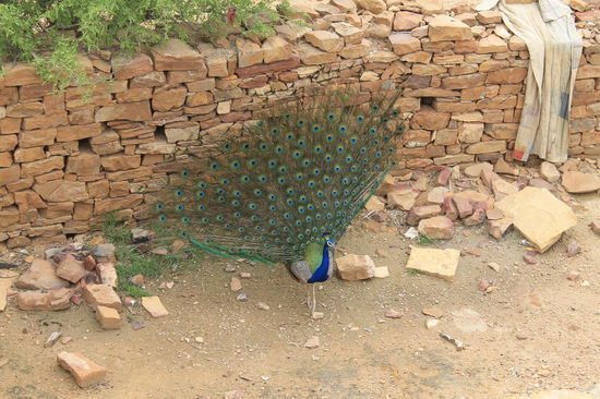 In der Wueste leben diese Pfauen, die daher auch ein Symbol Rajasthans sind