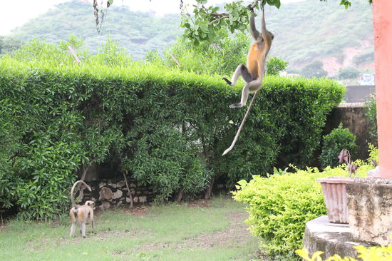 Affen im Garten unseres Hostels, wie ueberall in der Stadt