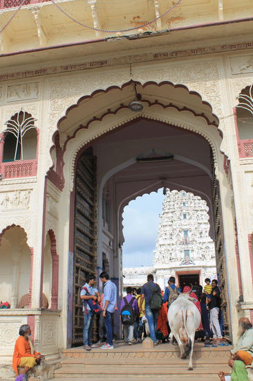 Kuh auf dem Weg in einen Tempel, in dem nur indische Menschen Zutritt haben