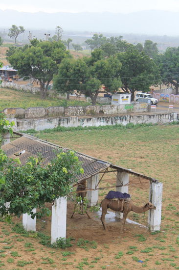 Blick aus unserem Fenster im Guesthouse - Kamel im Regen