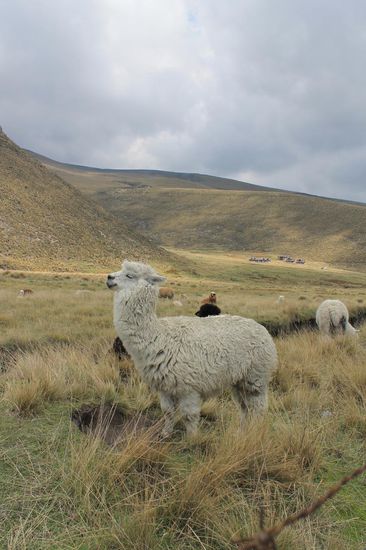 Alpacas