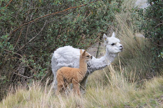 Alpacas in der Naehe der Comunidad Pulingui San Pablo
