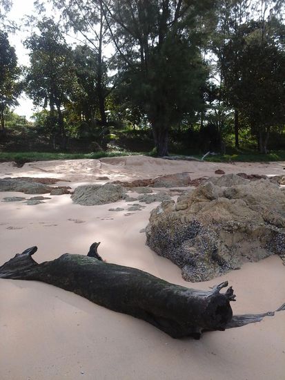 Verkohlter Baumstamm