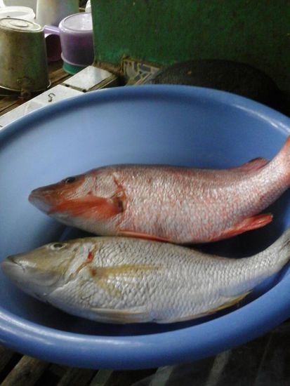 Einer von den 2 Burschen ist gekocht auf unseren Tellern gelandet