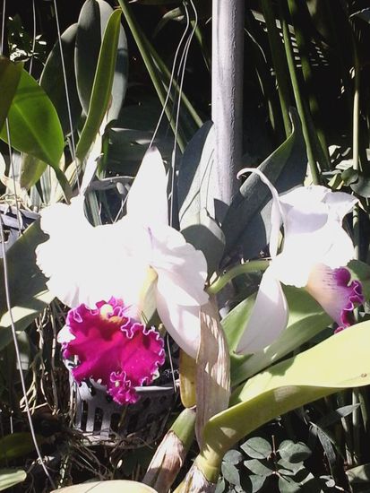 Diese Orchidee hat fuer uns etwas Majestaetisches