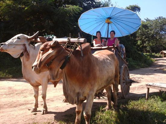 Unterschied zwischen ochse und stier? Wir klaeren das im nachhinein