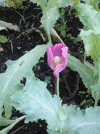 Opiumpflanze, Konsum ist in Thailand nicht erlaubt