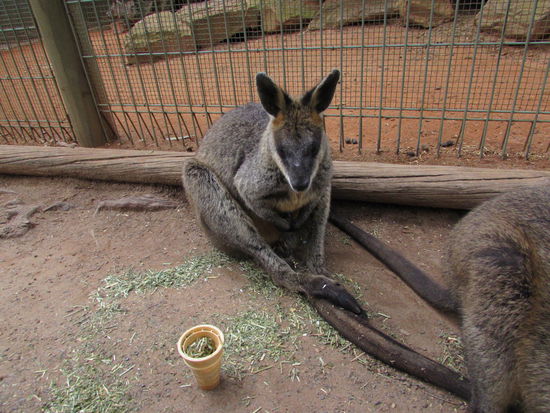 Was zu viel ist, ist zu viel, denkt sich dieser Kamerad hier wahrscheinlich  
Jeder Besucher möchte natürlich gerne eine mit Heu gefüllte Eiswaffel verfüttern, allerdings ist irgendwann eben auch das letzte Känguru pappsatt 