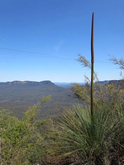 In den Blue Mountains: rechts ein grass tree, also ein Grasbaum  und dahinter der Mount Solitary.