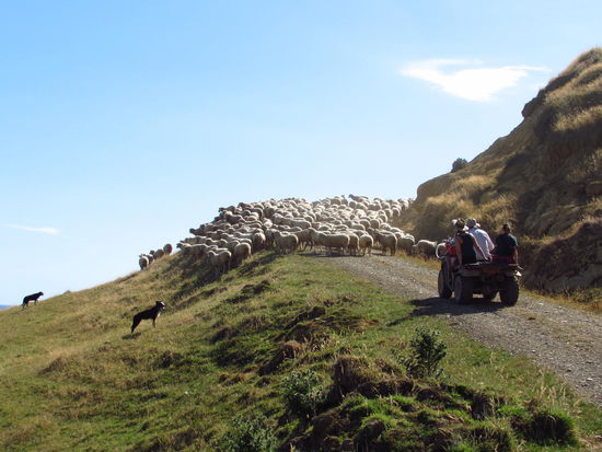 Mit dem Quad und vier Hunden werden die Schafe zum Stall getrieben.