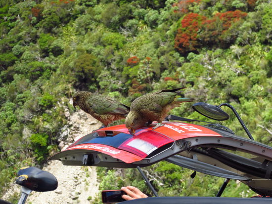 Keas beim Fahrzeugcheck. 