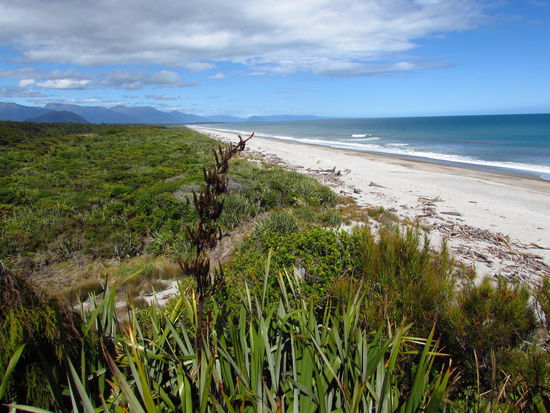 Vor dieser Küste gibt es sie, Hektordelfine!