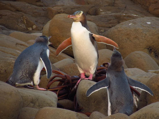 Das Warten hat ein Ende: Papa ist nach einem ganzen Tag im Meer mit viel Fisch für die Kleinen nach Hause gekommen.
