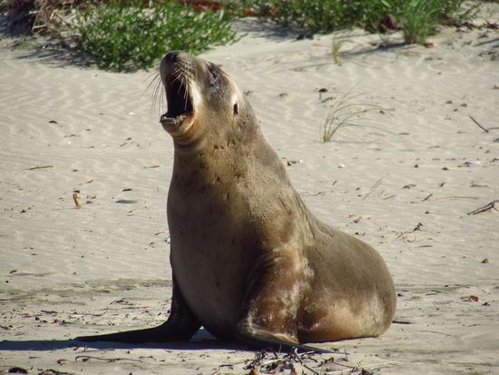 Das Leben eines Seelöwen sieht doch eher sehr... entspannt aus. 
