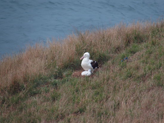 Ein Königsalbatross nistet auf Taiaroa Head.